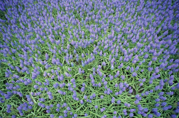 Wild hyacinths (squills) are a native Russian wildflower.