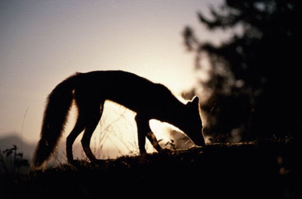 Foxes like to hunt alone when it is dark.