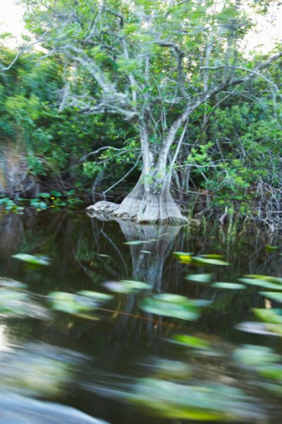 Wetlands exhibit the greatest diversity of plant and animal species in the world.