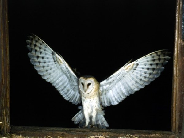 Photo Credit: Jupiterimages/Photos.com/Getty Images Barn owls roost during the day in barns and caves in the Santa Monica watershed.