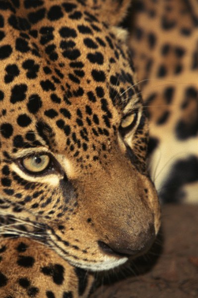 Jaguars prowl the jungle floor.