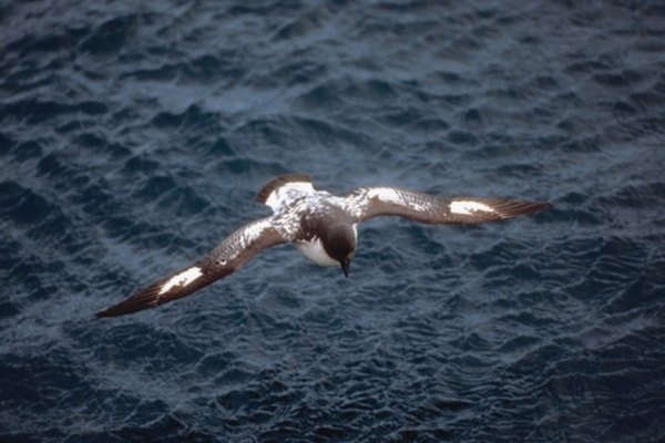 Petrels share coloring with penguins, but are also one of their natural predators.