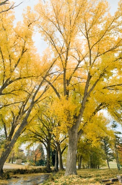 Autumn turns the tree leaves to gold.