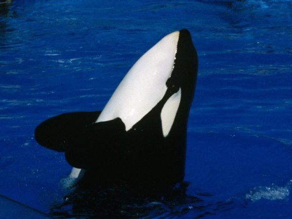Killer whales are very successful hunters.