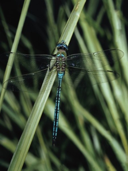 Dragonflies spend part of their lives in an aquatic environment.