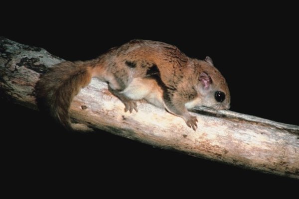 Flying squirrels inhabit all of Ohio.