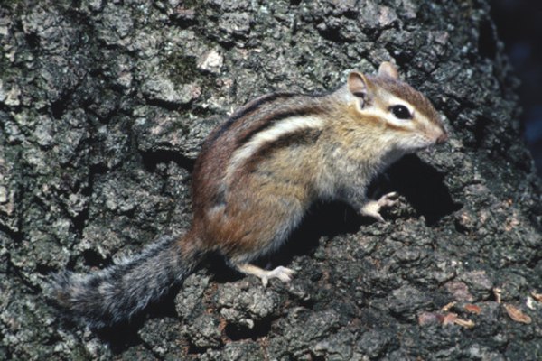 Ways to Deter Chipmunks in the Yard | HomeSteady