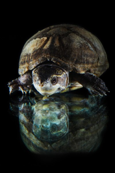 Sea turtles lay their eggs with the high tide.