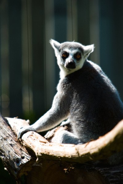 Lemurs enjoy life in the jungle canopy.