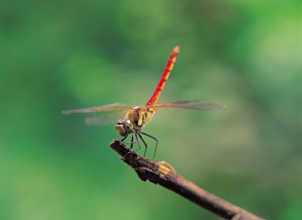 The dragonfly holds its wings fully extended when at rest.