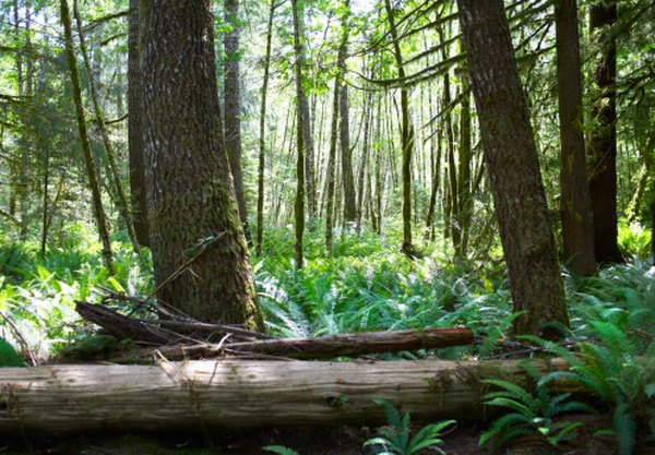 Trees in the rainforest are often densely packed.