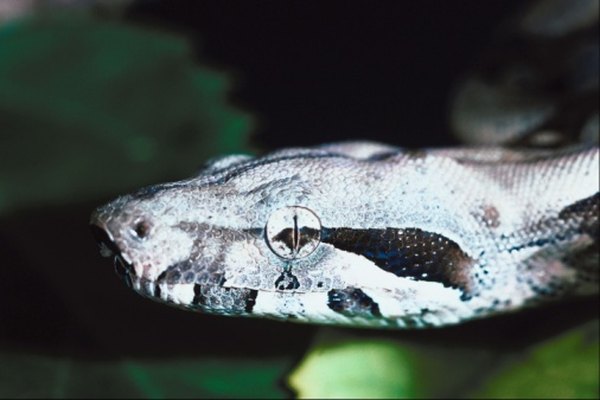 Tree-dwelling iguanas are killed and eaten by boa constrictors.