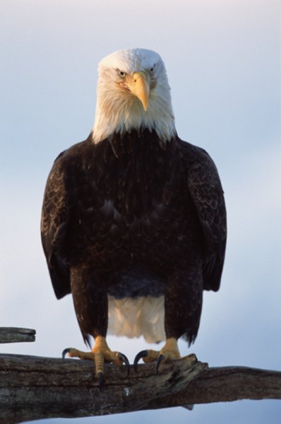 The nation's own bald eagle calls the state of California home.