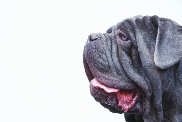 Can dog drool kill bacteria?