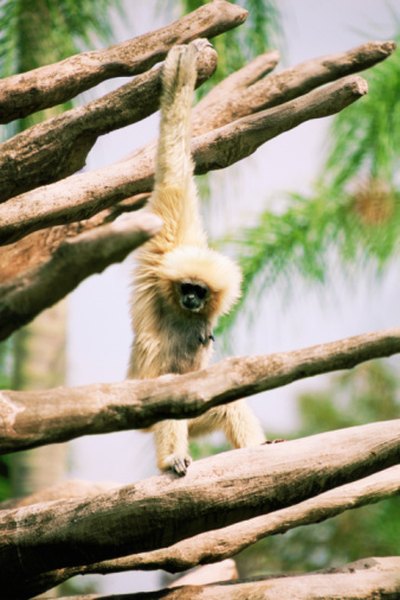 Gibbons have long arms and powerful shoulders for swinging.