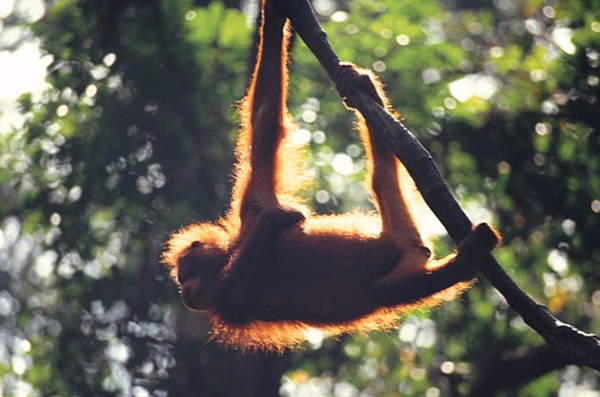 Orangutans travel alone so they can find enough food.