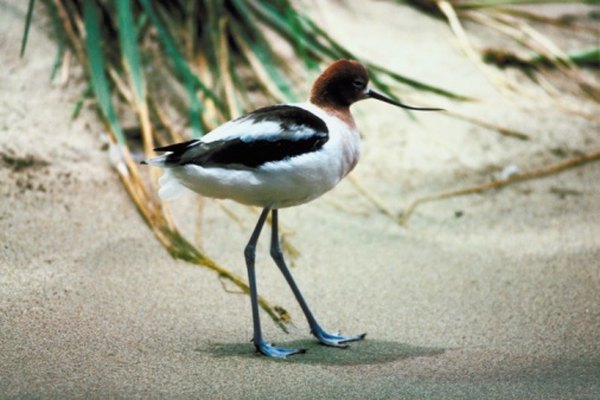 Photo Credit: Jupiterimages/Photos.com/Getty Images An upturned bill and blue legs help distinguish the American avocet.