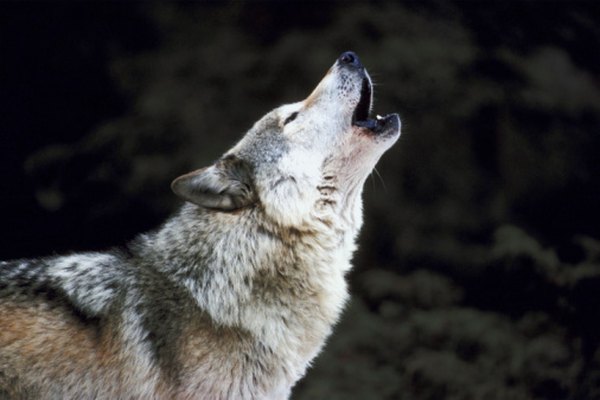 A wolf pack will often pick up the howls of a single member.