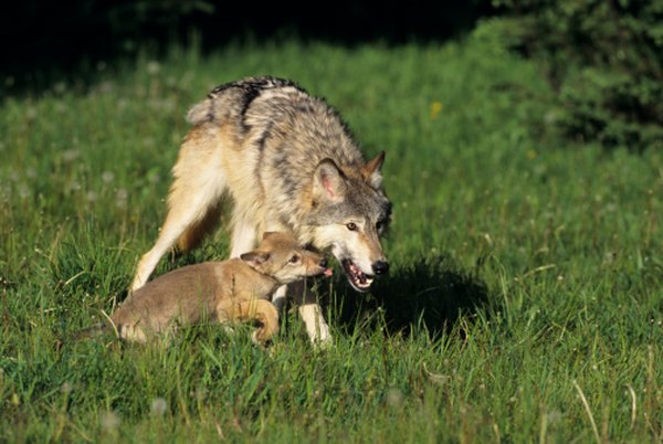 The pups come out with their mother during summer months.