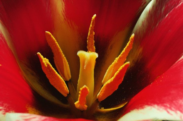 The stigma can be seen in the center of this flower.