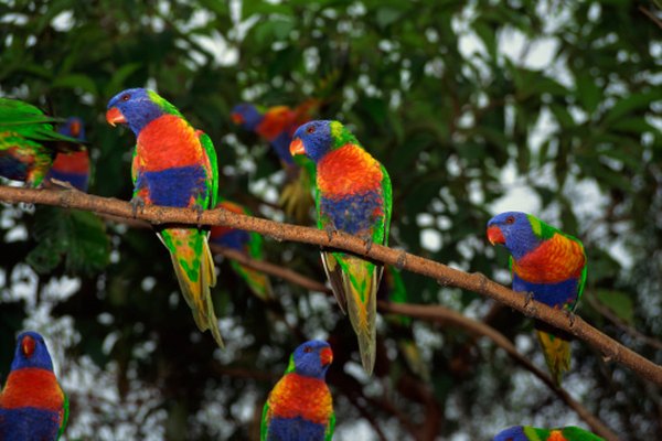 Rainbow lorikeets: Escaped nectar-feeding parrots may use hummingbird feeders.