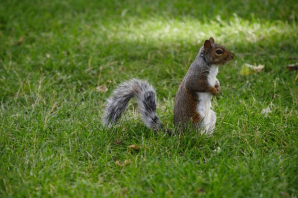 An Eastern Gray squirrel.