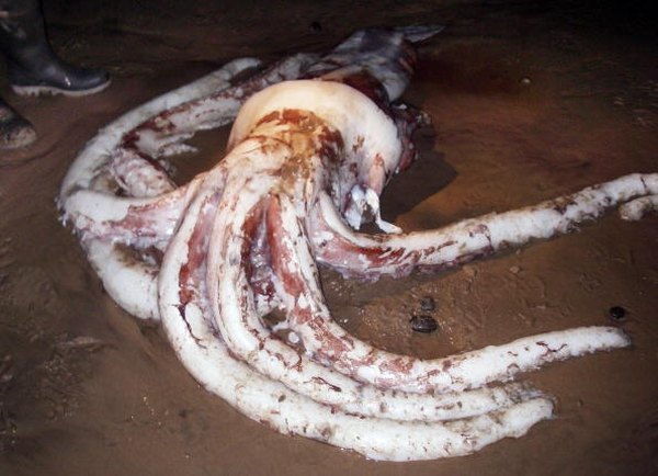 A giant squid, seen here washed up on shore, usually makes its home in the bathypelagic.