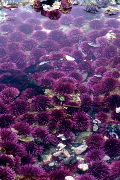 A colony of sea urchins can resemble a bed of flowers--that sting.