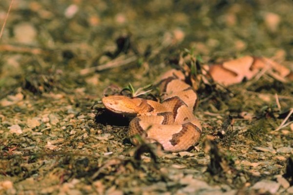 Copperheads make their homes in fallen oak tree trunks.