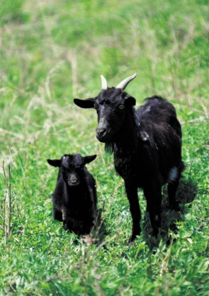 How To Make A Kid And Goat Creep Feeder Animals Mom Me