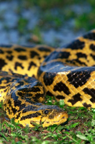 The world's largest snake, the anaconda, kills by asphyxiating its prey.