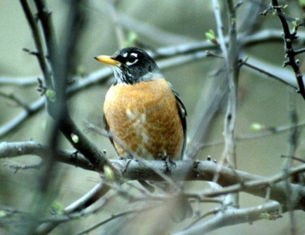 Robins adore oak trees.