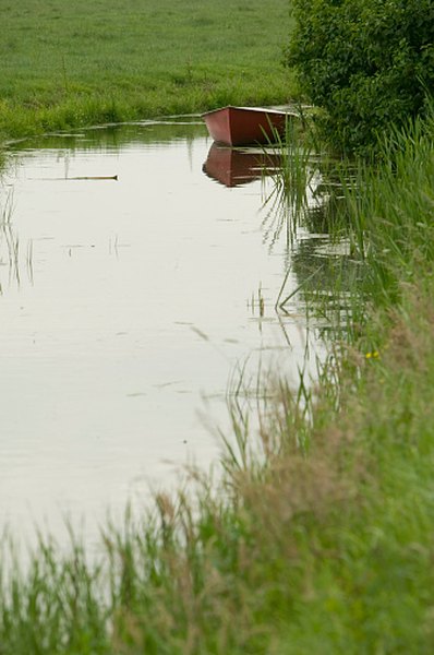 Hydras live in quiet, freshwater habitats like ponds.