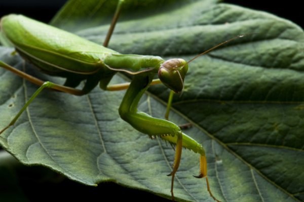 Praying mantis feed on other insects in the forest.