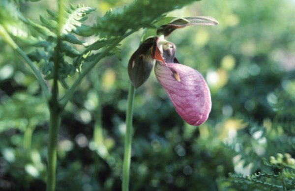 The lady’s slipper is a wildflower that often grows in the woods.