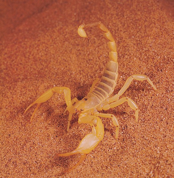 types-of-scorpions-in-arizona-38-species-with-photos-gambaran