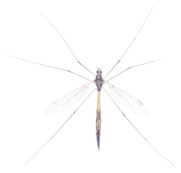 Cure-All Pest Control - Fact Or Fiction: Are Daddy Long Legs