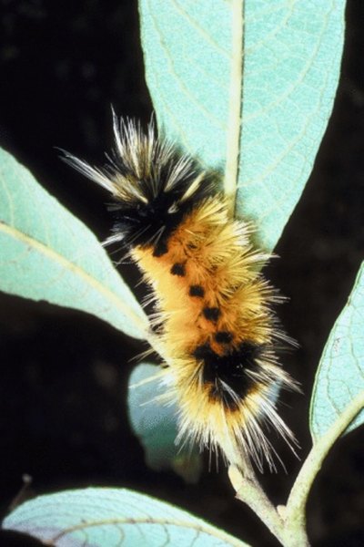 A milkweed tiger moth caterpillar on its food plant.