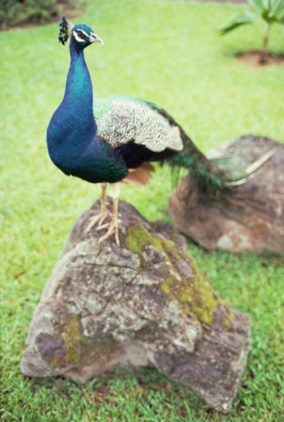 With's it's ornate, wide-fanning tail feathers, the peacock is one of the most recognizable birds in the wild.