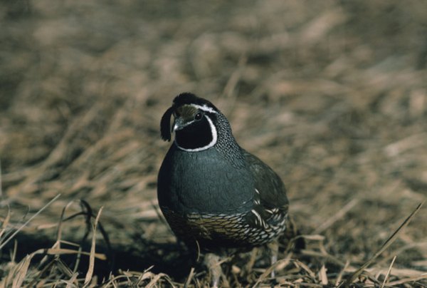 Photo Credit: Tom Brakefield/Stockbyte/Getty Images The call of the male California quail sounds like a repeated nasal