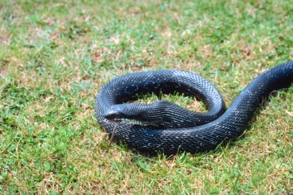 Rat snakes feed on ground dwelling squirrel species such as the chipmunk.