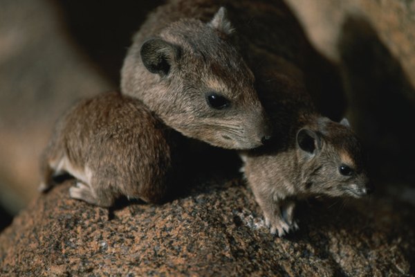 In the fragile Galapagos ecosystem, invasive rats' habit of eating iguanas threatens some species.