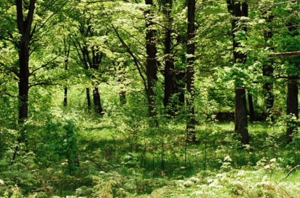 Photo Credit: Jupiterimages/Photos.com/Getty Images Many types of plants coexist as part of a forest ecosystem's most obvious biotic factors.
