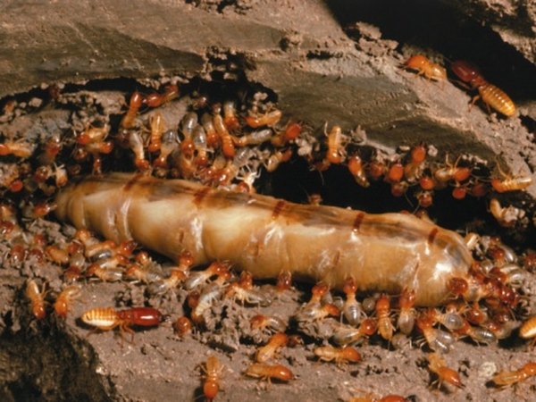 Termite larvae quickly develop into swarms of adult termites.
