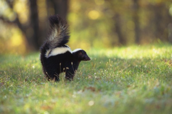 Skunks are highly adept at scavenging food to supplement their diets.