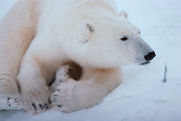 Polar bears stalk the Arctic ice for prey.