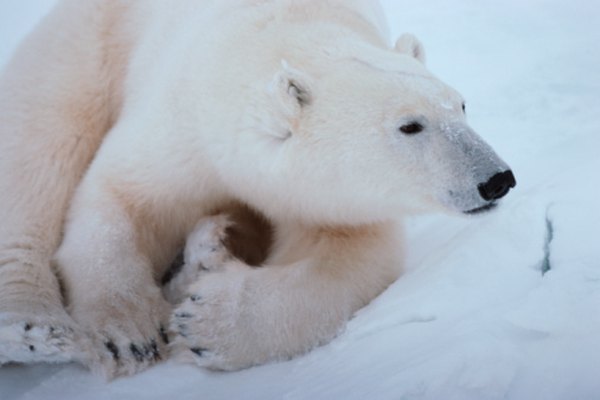 What Eats Harp Seals? | Sciencing