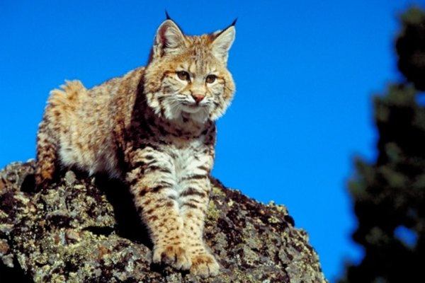 All bobcats have tufts of fur at the tip of their ears.