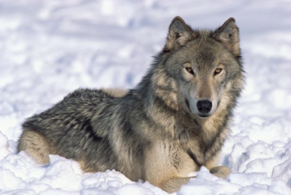 The habitat of the timber wolf includes arctic tundra, taiga, mountains and northern plains.