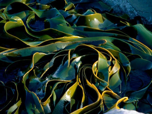 Kelp is often seen washed up on the shore.